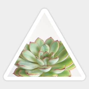 Green Succulent Sticker